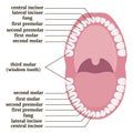 Medical poster with human teeth anatomy with description Royalty Free Stock Photo